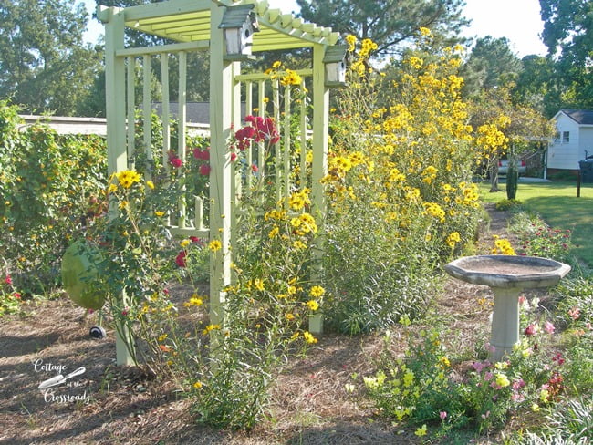 Swamp sunflowers | cottage at the crossroads