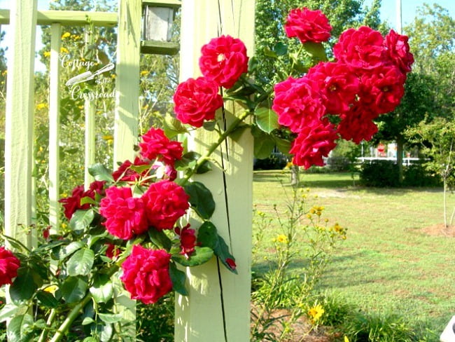 Don juan climbing roses on the arbor | cottage at the crossroads