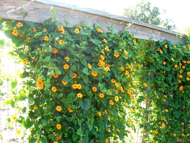 Black eyed susan vine | cottage at the crossroads