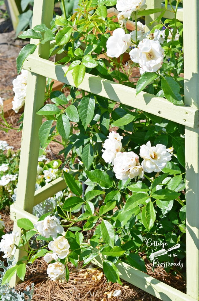 White "iceberg" climbing roses grown on a diy obelisk | cottage at the crossroads