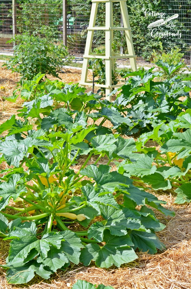 Squash in the garden | cottage at the crossroads