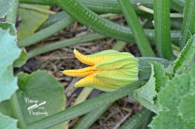 Zucchini blossom | cottage at the crossroads