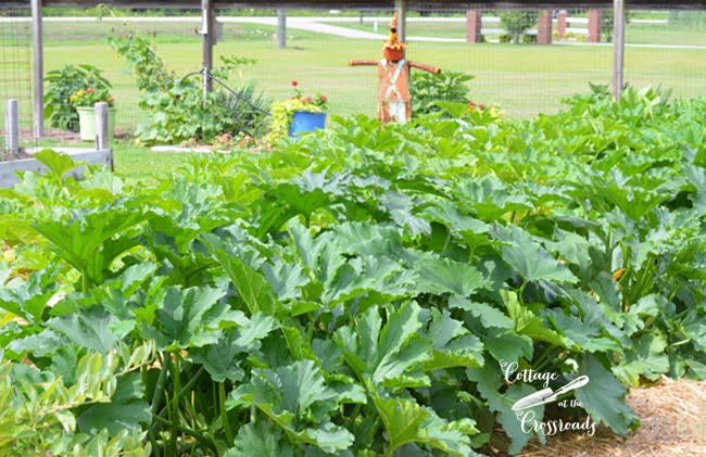 Zucchini growing in the garden at cottage at the crossroads