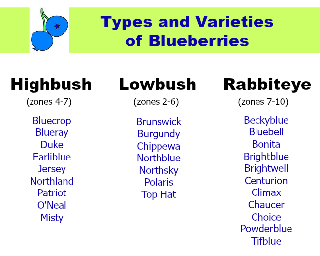 Types and varieties of blueberries