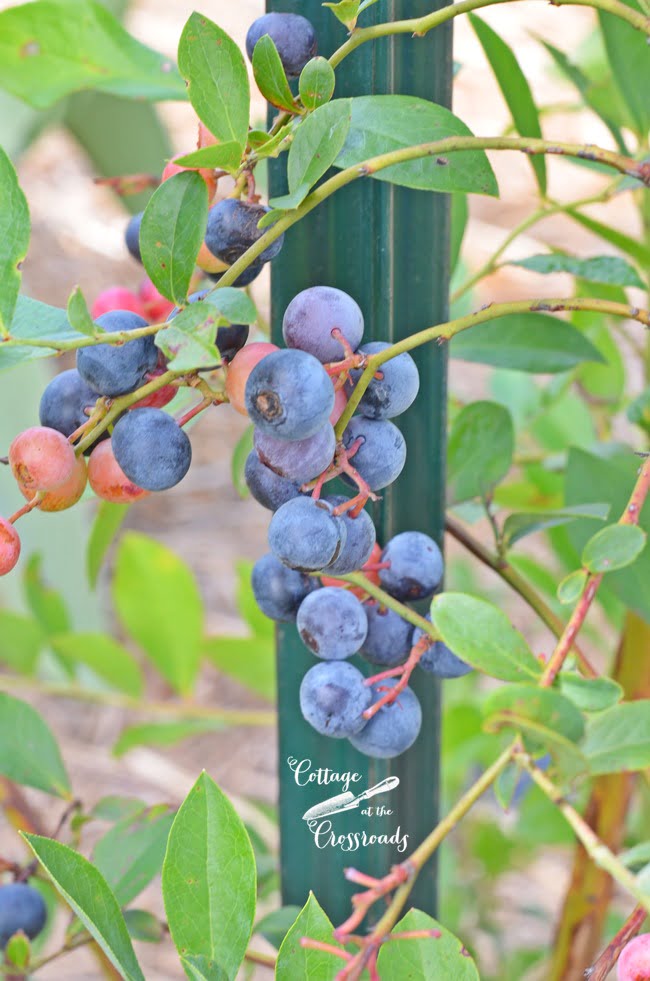 How to grow blueberries | cottage at the crossroads