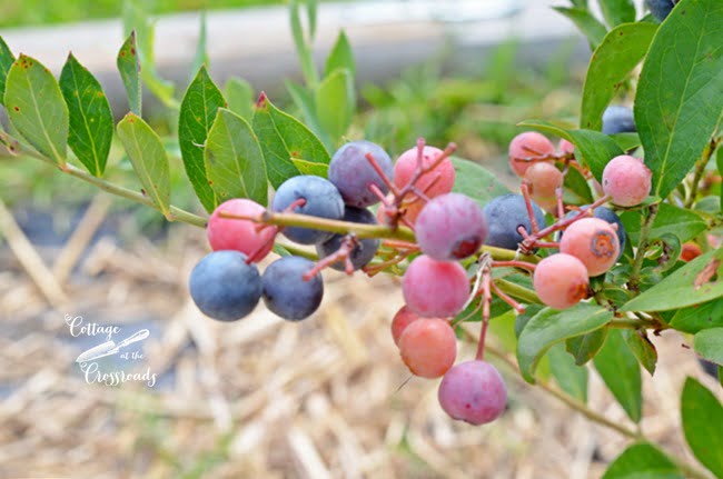 How to grow blueberries