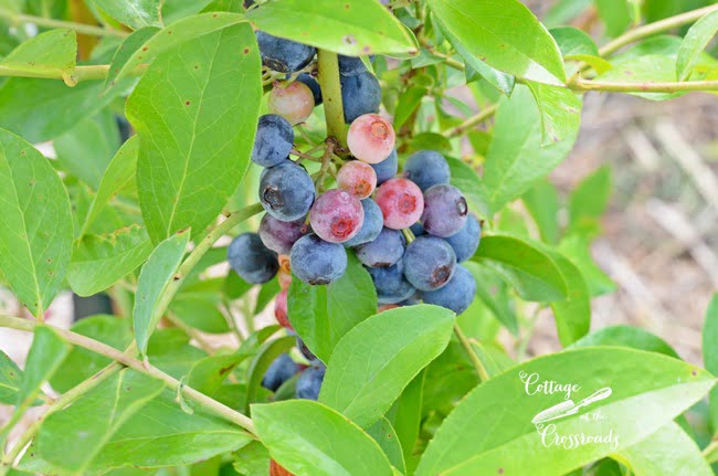 How to grow blueberries | cottage at the crossroads