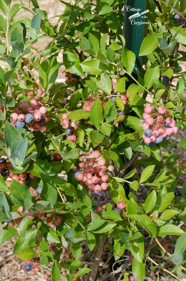 How to grow blueberries