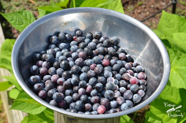 How to grow blueberries