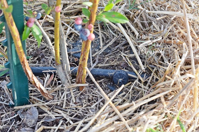 Drip system to blueberry plants