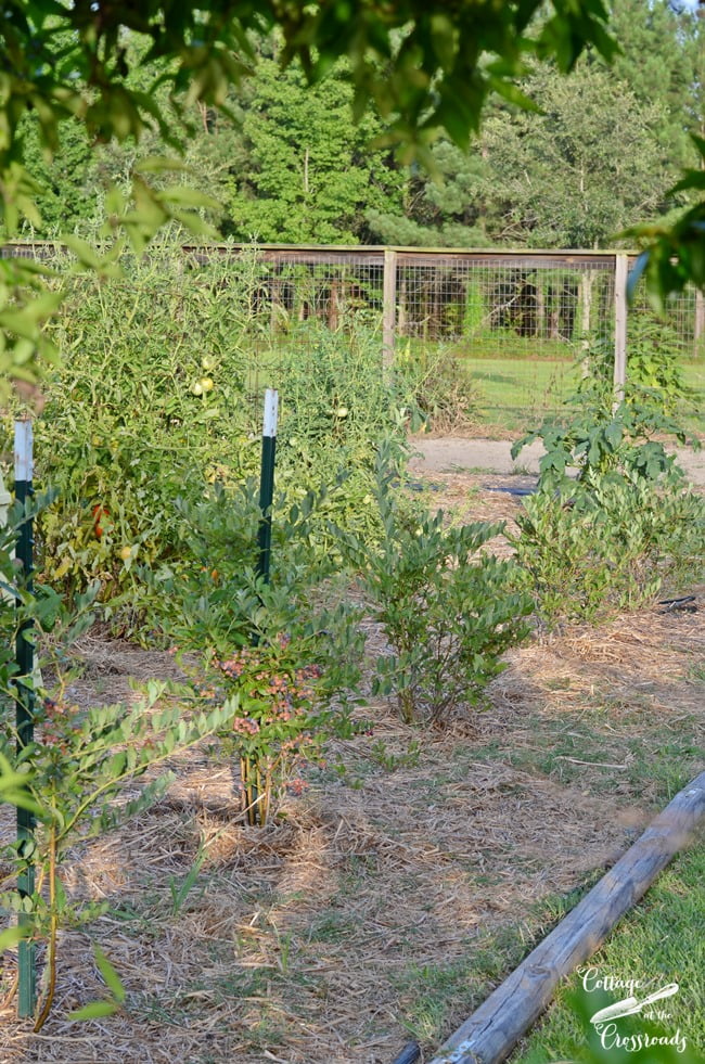 How to grow blueberries