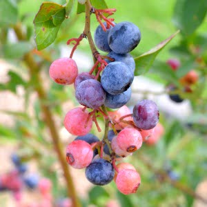 How to grow blueberries square