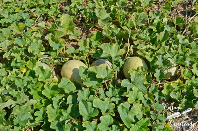 Cantaloupes growing in our garden | cottage at the crossroads