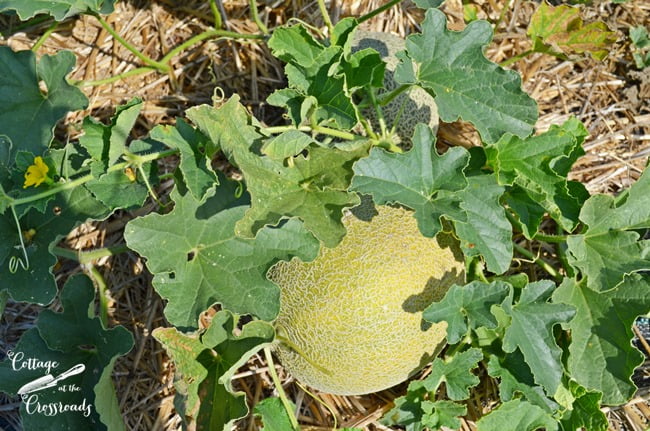 Cantaloupe growing in our garden | cottage at the crossroads