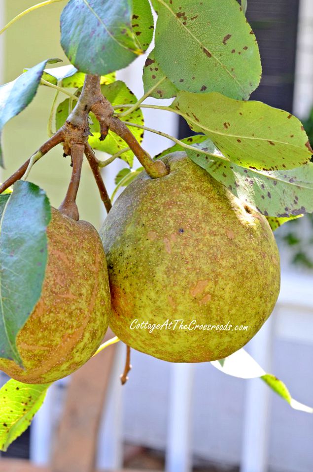 Moonglow pears | cottage at the crossroads