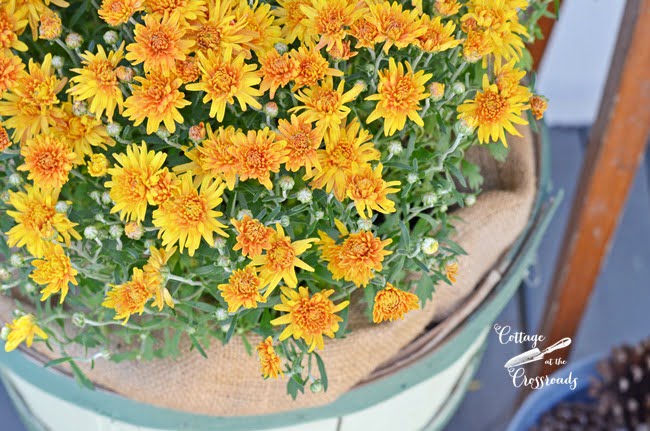 Autumn mum | cottage at the crossroads