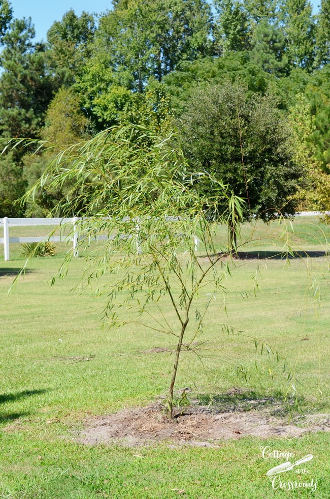 Weeping willow tree | cottage at the crossroads