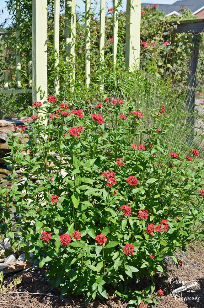 Pentas growing around our garden waterfall | cottage at the crossroads