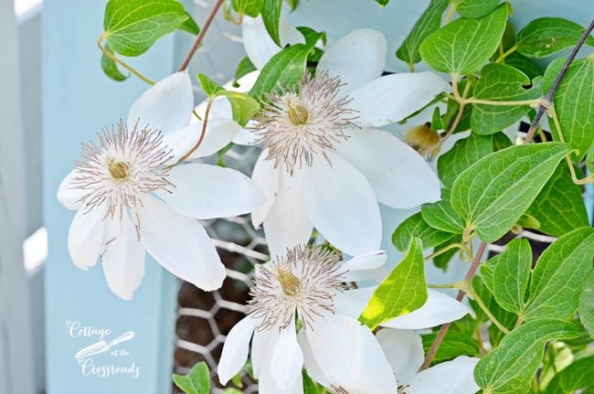 White henryi clematis | cottage at the crossroads