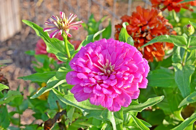 Zinnias in our garden | cottage at the crossroads