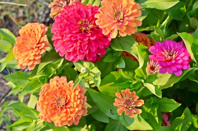 Zinnias in the garden | cottage at the crossroads