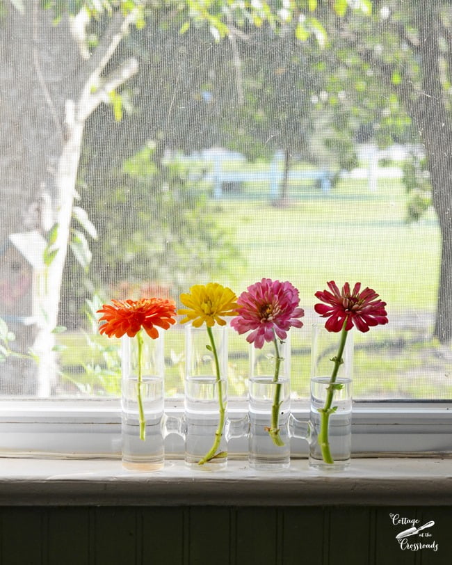 Zinnias in the kitchen window | cottage at the crossroads