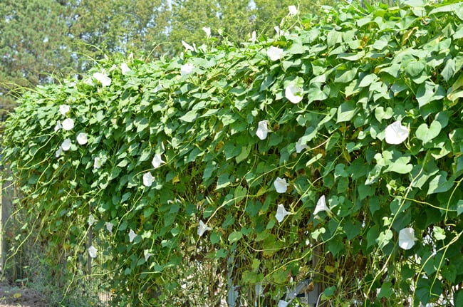 White morning glories | cottage at the crossroads