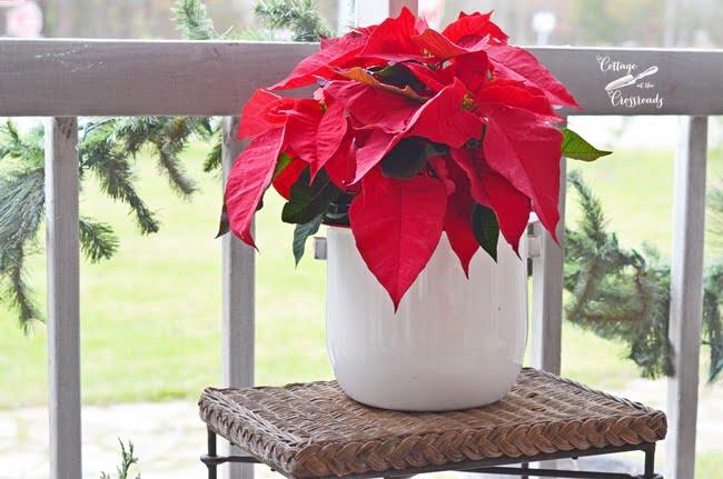 Red poinsettia in an old enamalware bucket