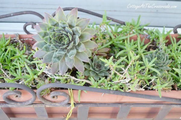 Succulents growing in a planter