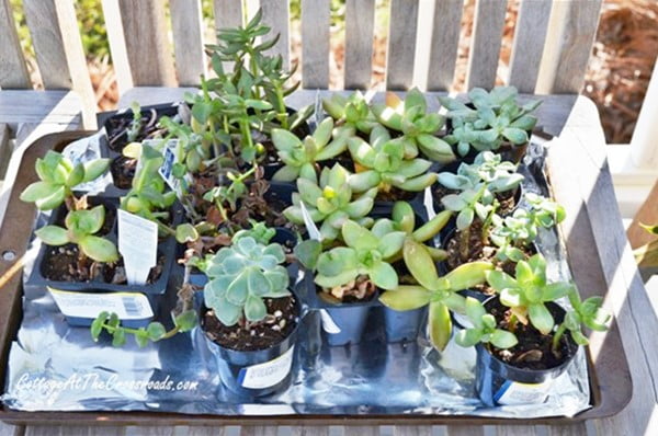 A variety of succulents