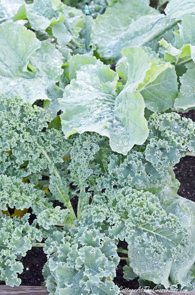 Kale growing in the garden at cottage at the crossroads