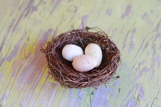 Nest with eggs