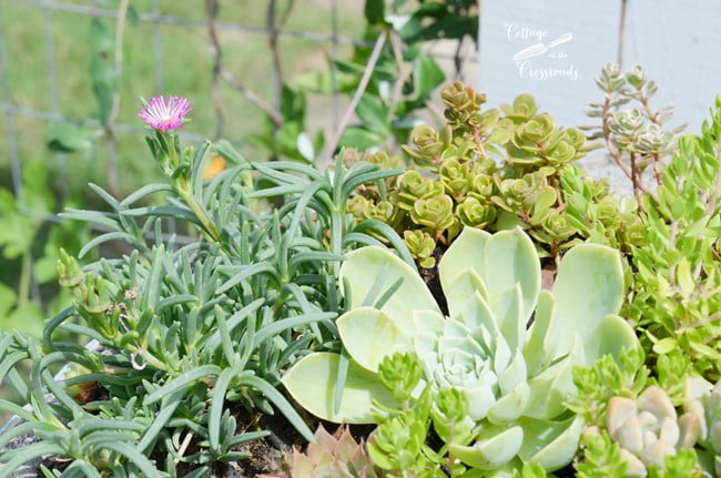 Succulent birdbath planter | cottage at the crossroads