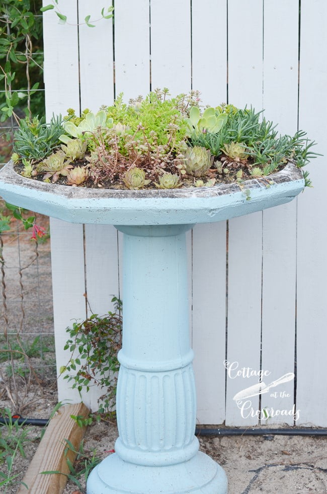 Succulent birdbath planter | cottage at the crossroads