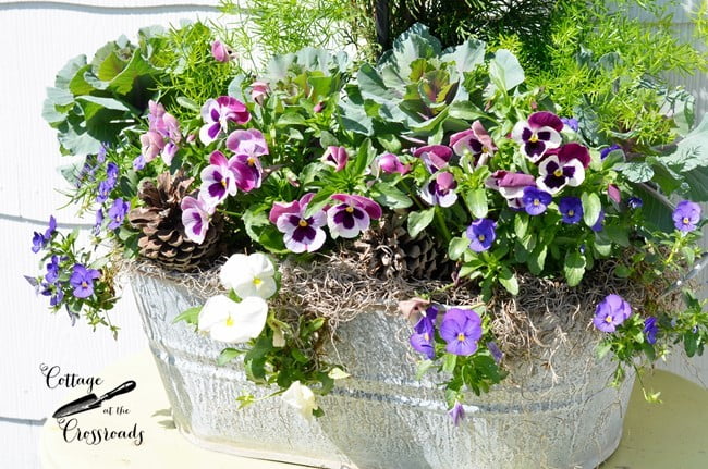 Galvanized tub planter | cottage at the crossroads