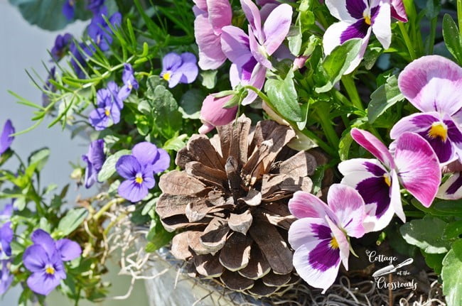 Pansies planted in a galvanized tub | cottage at the crossroads