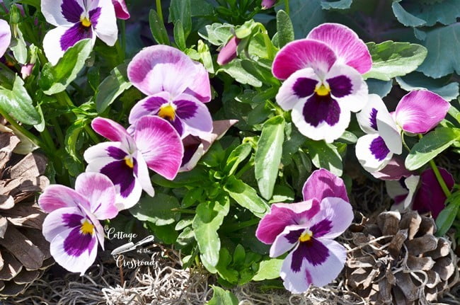 Pansies planted in a galvanized tub planter | cottage at the crossroads
