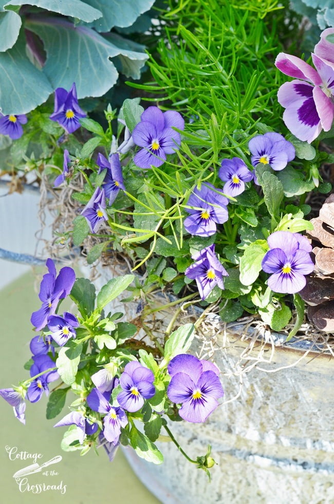 Violas in a galvanized tub planter | cottage at the crossroads