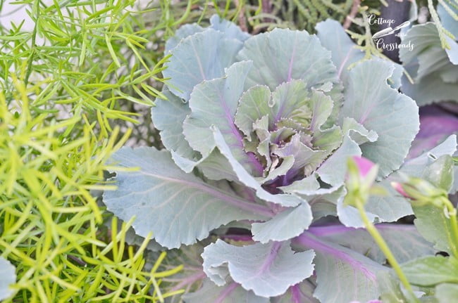 Ornamental cabbage in a galvanized tub planter | cottage at the crossroads