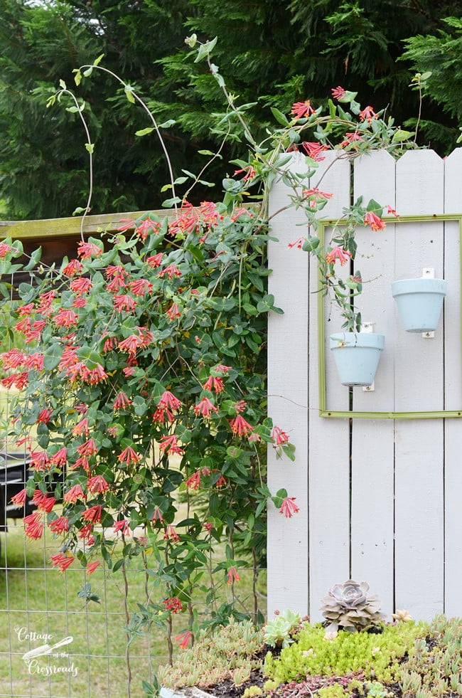 "major wheeler" honeysuckle vine