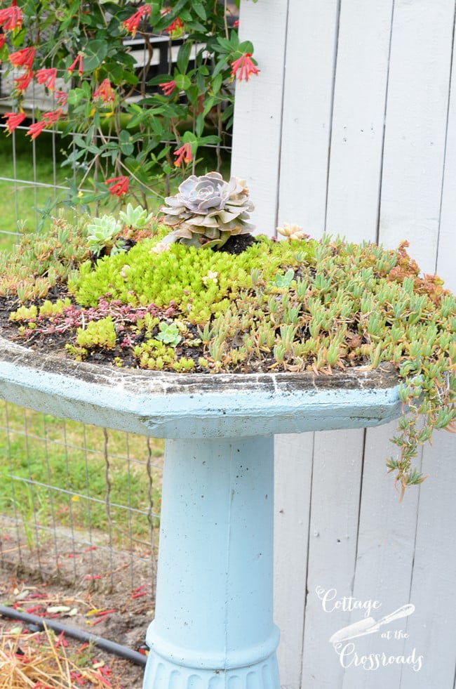 Succulent birdbath planter | cottage at the crossroads