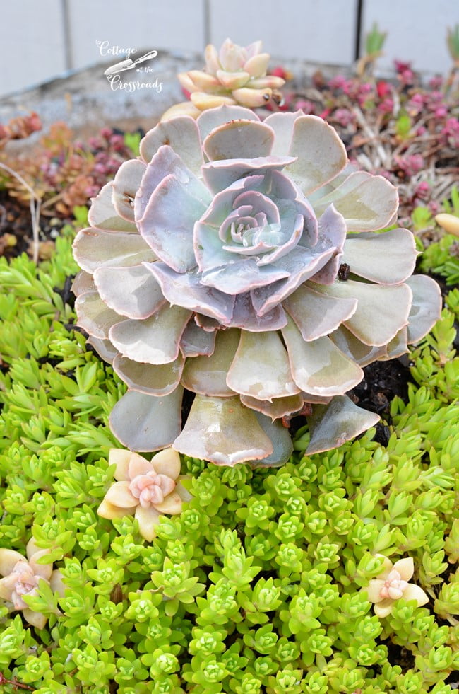 Succulent birdbath planter | cottage at the crossroads