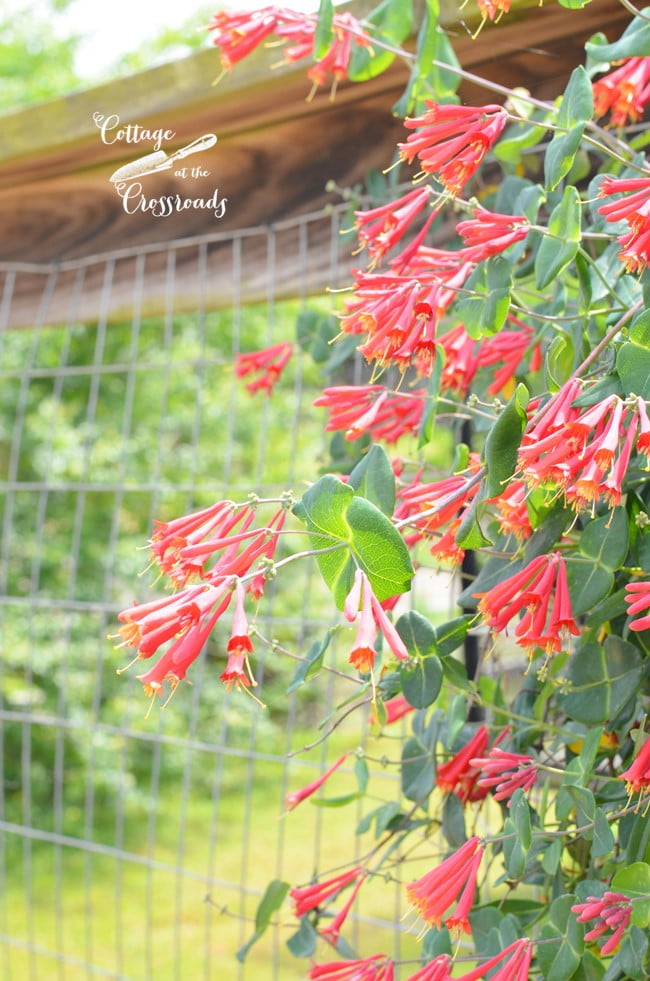 "major wheeler" honeysuckle vine