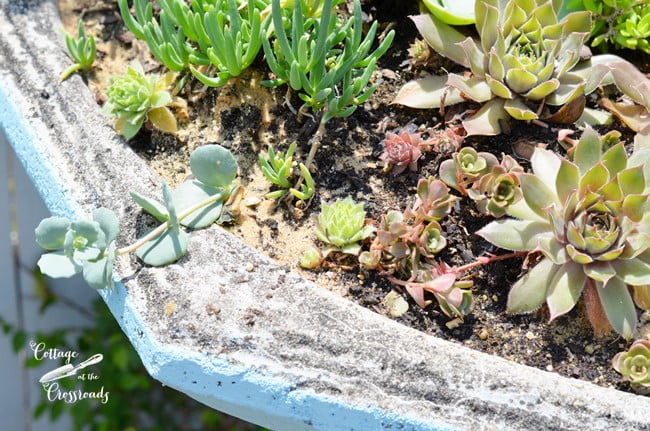 Succulent birdbath planter
