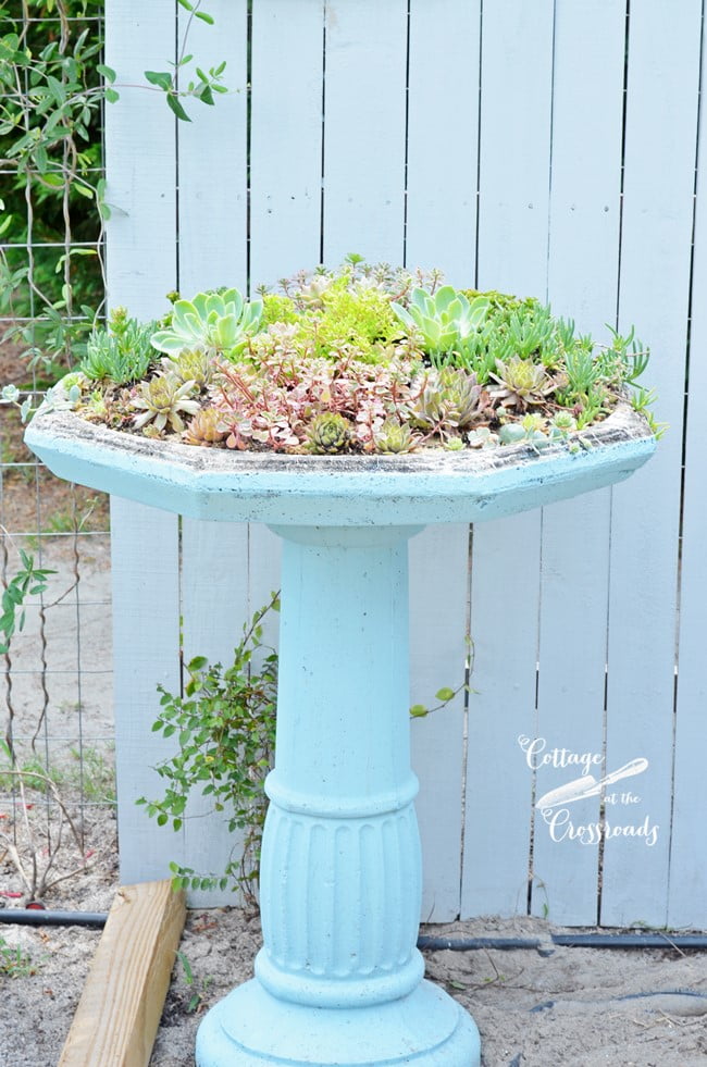 Succulent birdbath planter | cottage at the crossroads