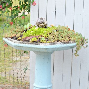 Succulent birdbath planter square