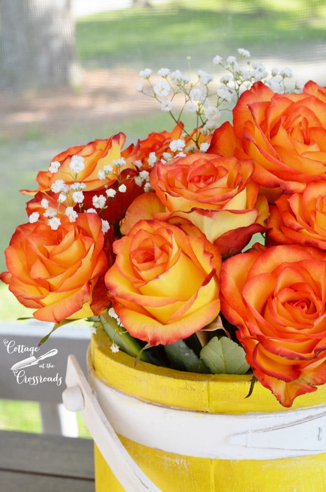 Roses in a yellow painted wooden firkin bucket | cottage at the crossroads