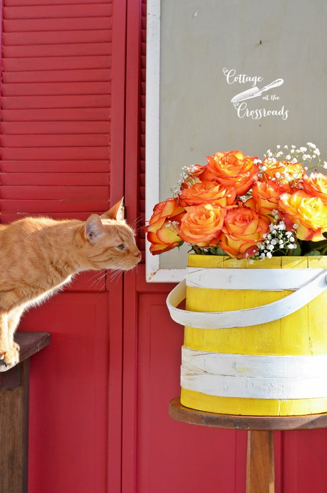 Henry the cat smelling the roses | cottage at the crossroads