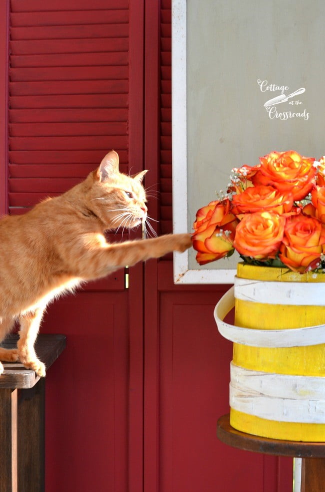 Henry the cat smelling the roses | cottage at the crossroads