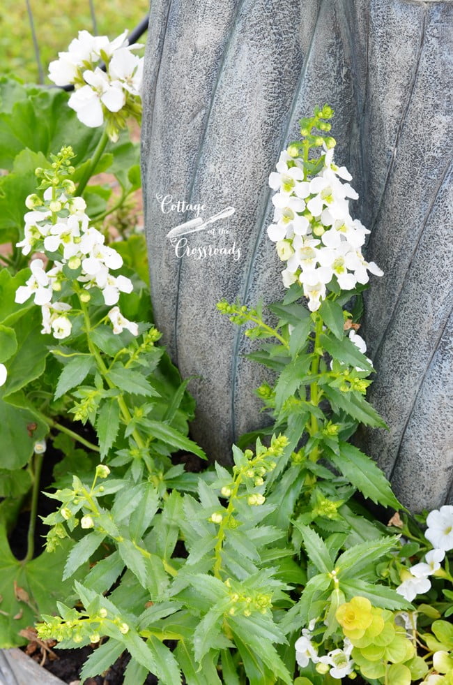 Angelonia around a galvanized tub fountain and planter